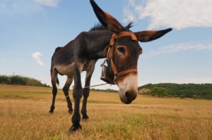 Redeem the Donkey in tefillin Redeem the Donkey in tefillin