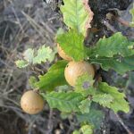 Gall from an Oak Tree often called Oak Apple