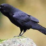 kosher ink needs to be as black as a raven